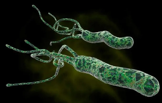 Helicobacter Pylori