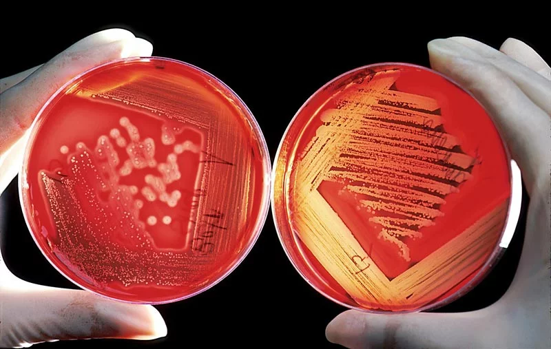 microbiologia